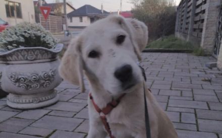 Zuhause für Labrador Fellnase Moiraine gesucht