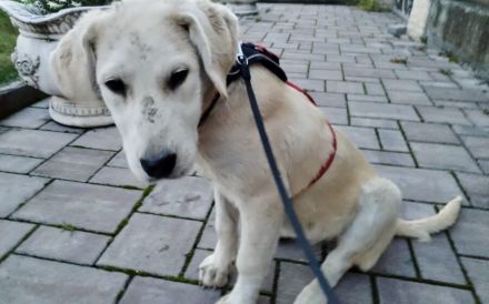 Zuhause für Labrador Fellnase Moiraine gesucht