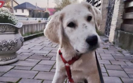 Zuhause für Labrador Fellnase Moiraine gesucht