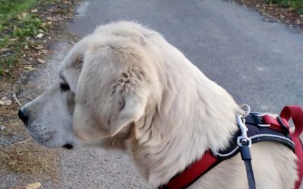 Zuhause für Labrador Fellnase Moiraine gesucht