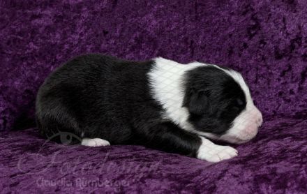 Erstklassige Australian Shepherd Welpen aus einer Top Verpaarung