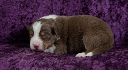 Erstklassige Australian Shepherd Welpen aus einer Top Verpaarung