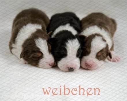 Erstklassige Australian Shepherd Welpen aus einer Top Verpaarung