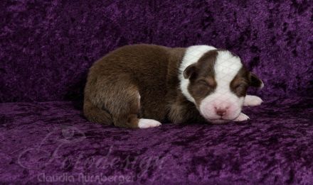 Erstklassige Australian Shepherd Welpen aus einer Top Verpaarung