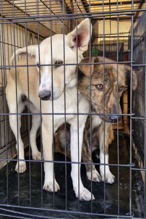 Pandora, eine verschmuste Maus, möchte ein weiches Körbchen beziehen