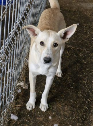 Pandora, eine verschmuste Maus, möchte ein weiches Körbchen beziehen