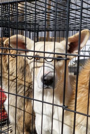 Pandora, eine verschmuste Maus, möchte ein weiches Körbchen beziehen