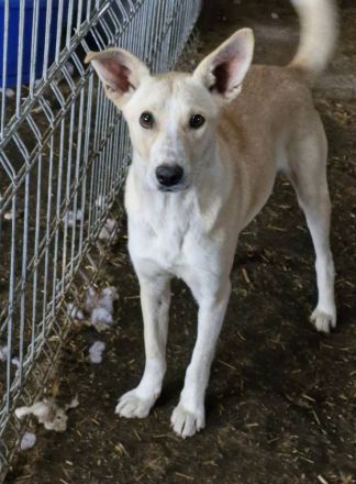 Pandora, eine verschmuste Maus, möchte ein weiches Körbchen beziehen