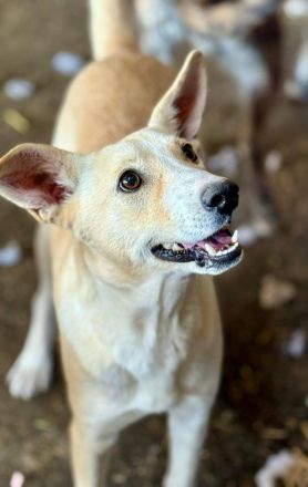 Pandora, eine verschmuste Maus, möchte ein weiches Körbchen beziehen