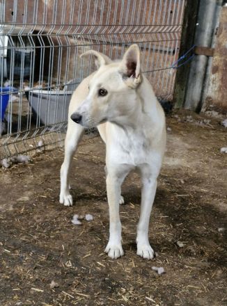 Pandora, eine verschmuste Maus, möchte ein weiches Körbchen beziehen