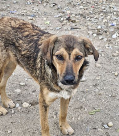 Albina, schüchterne Maus, sucht ihre Menschen, die ihr Halt geben