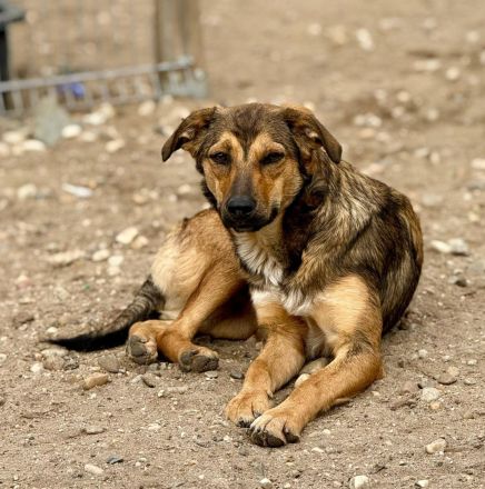Albina, schüchterne Maus, sucht ihre Menschen, die ihr Halt geben
