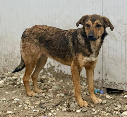 Albina, schüchterne Maus, sucht ihre Menschen, die ihr Halt geben