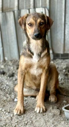 Albina, schüchterne Maus, sucht ihre Menschen, die ihr Halt geben