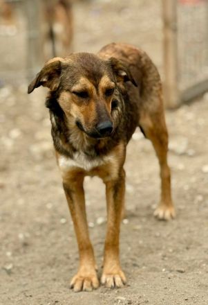 Albina, schüchterne Maus, sucht ihre Menschen, die ihr Halt geben