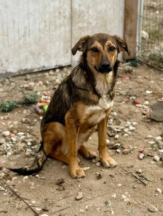 Albina, schüchterne Maus, sucht ihre Menschen, die ihr Halt geben