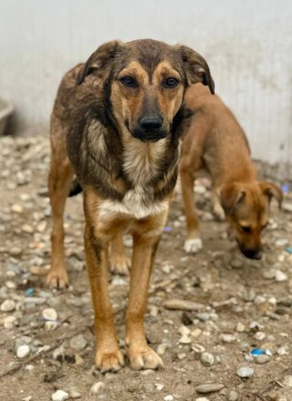 Albina, schüchterne Maus, sucht ihre Menschen, die ihr Halt geben