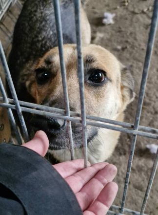 Nina, freundlich, Menschen bezogen, sucht eine liebe Familie