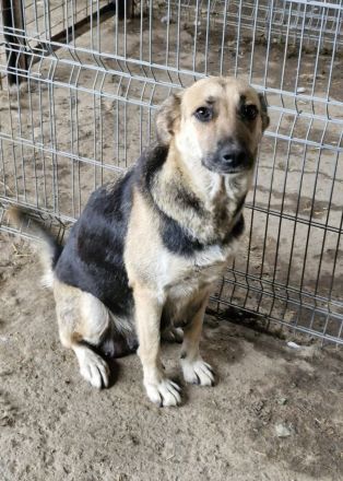 Nina, freundlich, Menschen bezogen, sucht eine liebe Familie