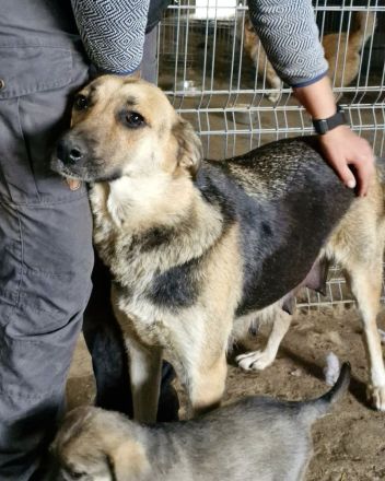 Nina, freundlich, Menschen bezogen, sucht eine liebe Familie