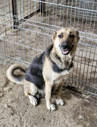 Nina, freundlich, Menschen bezogen, sucht eine liebe Familie