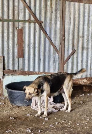 Nina, freundlich, Menschen bezogen, sucht eine liebe Familie