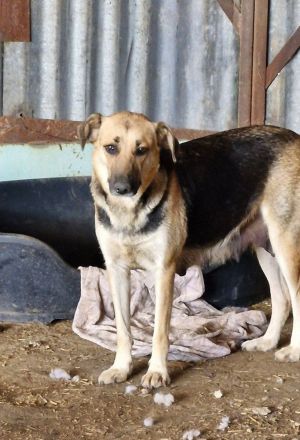 Nina, freundlich, Menschen bezogen, sucht eine liebe Familie