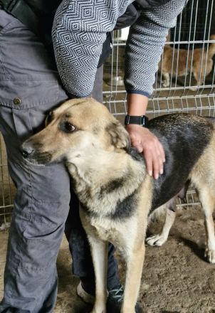 Nina, freundlich, Menschen bezogen, sucht eine liebe Familie