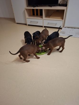 5 Zwergpinscher Welpen in gute Hände abzugeben