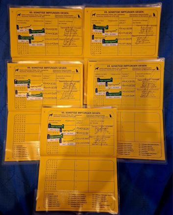 5 Zwergpinscher Welpen in gute Hände abzugeben