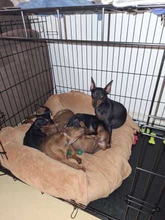 5 Zwergpinscher Welpen in gute Hände abzugeben