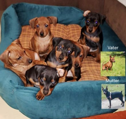 5 Zwergpinscher Welpen in gute Hände abzugeben
