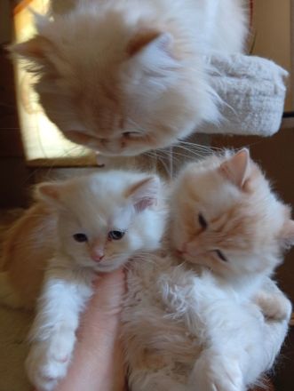 Ragdoll Kitten