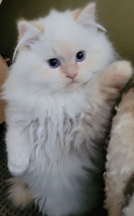 Ragdoll Kitten