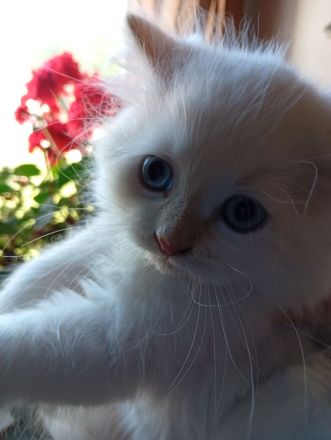 Ragdoll Kitten