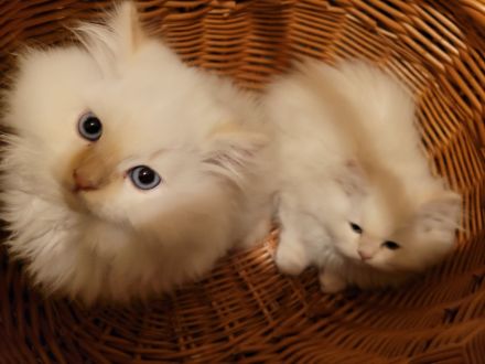 Ragdoll Kitten