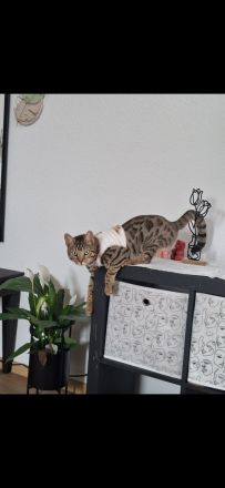 Zwei 1 jahr alte bengal Katzen abzugeben