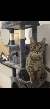 Zwei 1 jahr alte bengal Katzen abzugeben