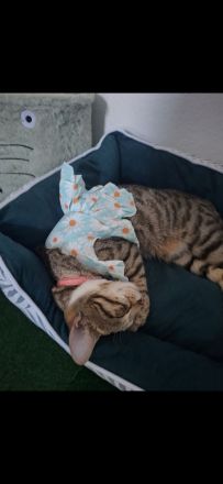 Zwei 1 jahr alte bengal Katzen abzugeben