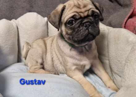 Reinr. mops x retromops welpen m.Ahnentafel dürfen umziehen