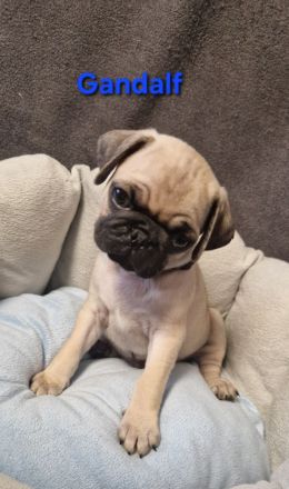 Reinr. mops x retromops welpen m.Ahnentafel dürfen umziehen