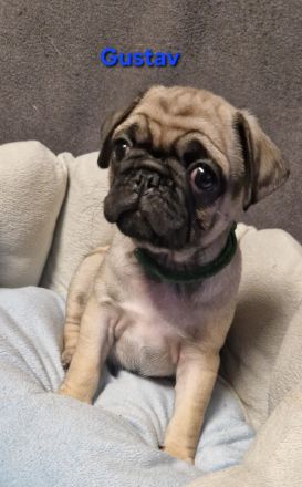 Reinr. mops x retromops welpen m.Ahnentafel dürfen umziehen