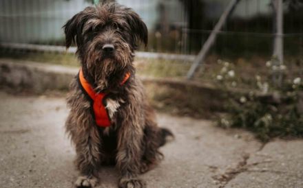 Wuschelbär Jonas - sanfter Rüde mit großem Herzen