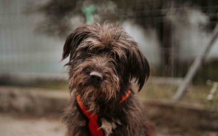 Wuschelbär Jonas - sanfter Rüde mit großem Herzen