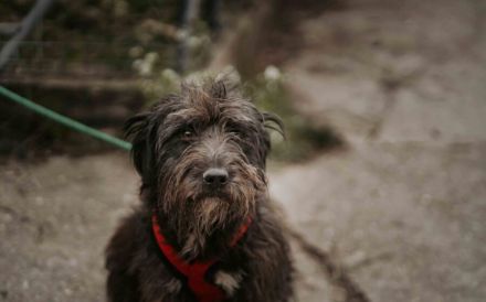 Wuschelbär Jonas - sanfter Rüde mit großem Herzen