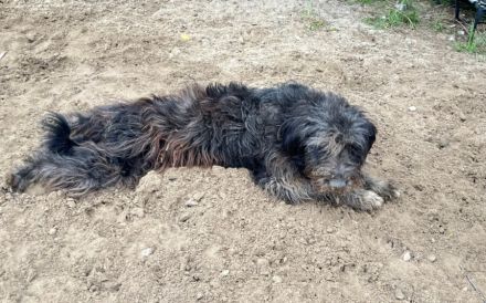 Wuschelbär Jonas - sanfter Rüde mit großem Herzen