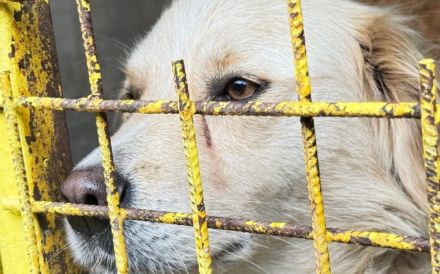 Ein Blick, der berührt - Hündin Bionda sucht Familienanschluss