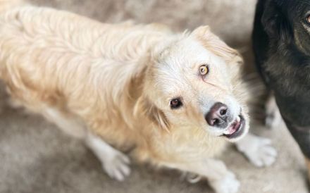 Ein Blick, der berührt - Hündin Bionda sucht Familienanschluss