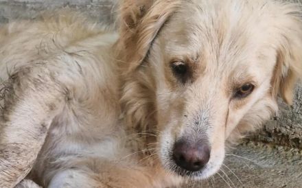 Ein Blick, der berührt - Hündin Bionda sucht Familienanschluss