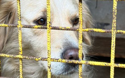 Ein Blick, der berührt - Hündin Bionda sucht Familienanschluss